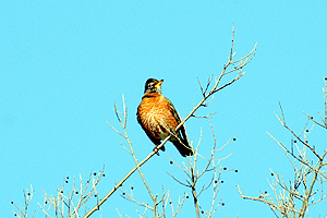 American Robin